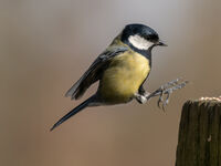 GREAT TIT LANDING by Chris Jackson