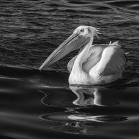 GREAT WHITE PELICAN by Christine Maughan