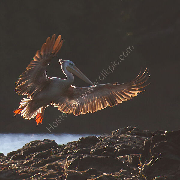 GREAT WHITE PELICAN by Ian Humphries