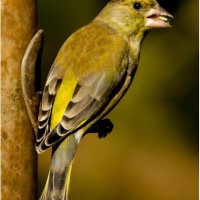 GREENFINCH by Derrick Tuplin