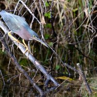 GREEN HERON by Peter Dishart