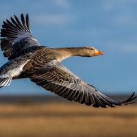 GREYLAG IN FLIGHT by Neil Partridge