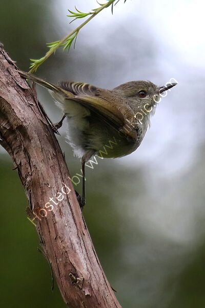 GREY GERRYGONE by Ian Humphries