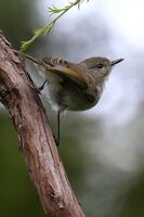 GREY GERRYGONE by Ian Humphries