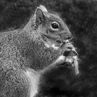GREY SQUIRREL by Derrick Tuplin