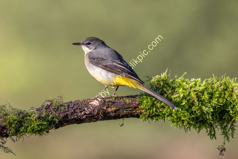 GREY WAGTAIL by Mike Arblaster