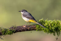 GREY WAGTAIL by Mike Arblaster