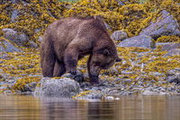 GRIZZLY BEAR TURNING ROCKS FOR FOOD by Neil Partridge