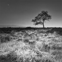 GROUND FROST by Roger Fountain