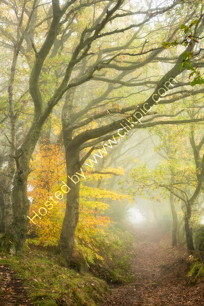 GUARD OF HONOUR by Ashley Franklin