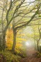 GUARD OF HONOUR by Ashley Franklin