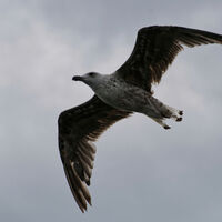 GULL IN FLIGHT by Malcolm Sargent