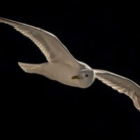 GULL ON THE WING by Nigel Seale
