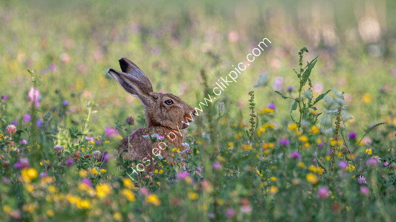 HARE IN THE MEADOW by Neil Partridge