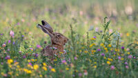 HARE IN THE MEADOW by Neil Partridge
