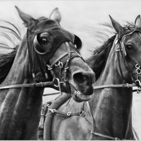 HARNESS RACING by Sue Swain