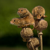 HARVEST MICE (captive) by Neil Partridge-