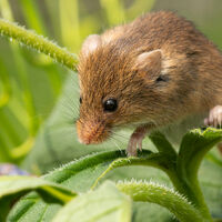 HARVEST MOUSE by Pamela Severn