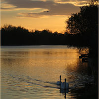 HEADING HOME by Sue Swain