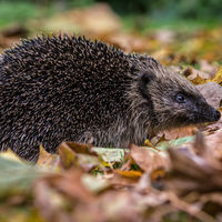 HEDGEHOG AMONGST THE FALLEN LEAVES by Christine Maughan