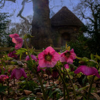 HELLEBORES AT THE HERMITAGE by Graham Duro