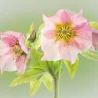 HELLEBORE