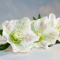 HELLEBORUS by Malcolm Sargent