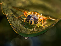 HELOPHILUS ON POND PLANT by Tony Barker