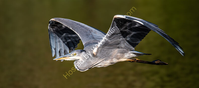 HERON IN FLIGHT by John Clarke
