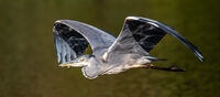 HERON IN FLIGHT by John Clarke