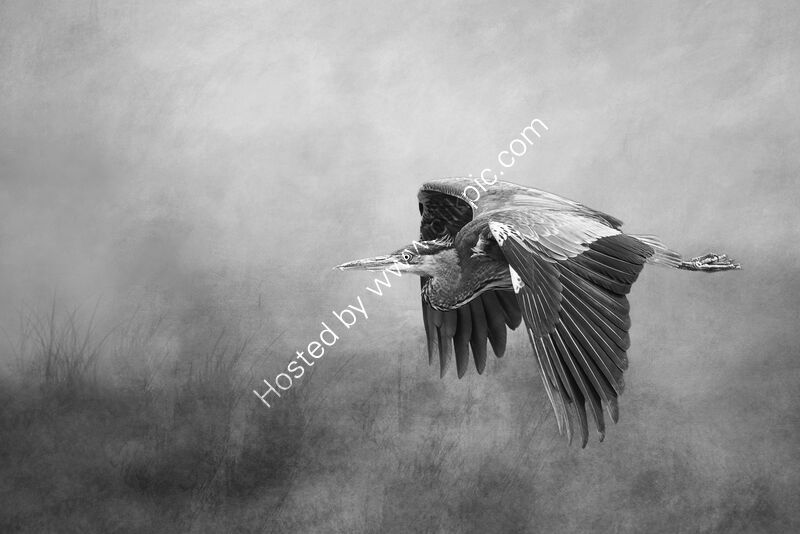 HERON IN FLIGHT by Michelle Jackson
