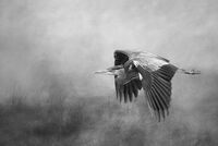 HERON IN FLIGHT by Michelle Jackson