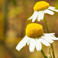 HE LOVES ME HE LOVES ME NOT by Jane Smith