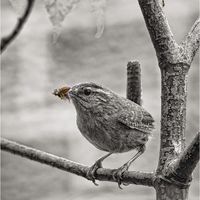 HIDE AND SEEK by Jim Connolly.