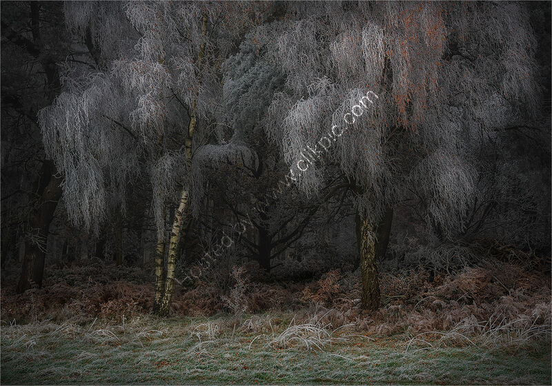 HOAR FROSTED TREES by Gavin Duxbury