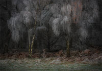 HOAR FROSTED TREES by Gavin Duxbury