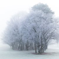 HOAR FROST AND MIST by Chris Hall