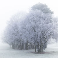 HOAR FROST AND MIST by Chris Hall