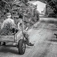 HOMEWARD BOUND by Tony Barker