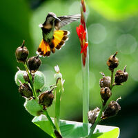 HOMING IN by Ian Humphries