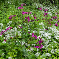 HONESTY WITH WILD GARLIC by Mike Arblaster