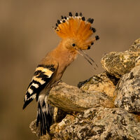 HOOPOE by Neil Partridge
