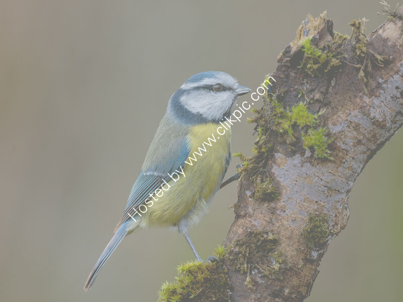 HOPE THERE'S FOOD HERE by Gillian Foulds