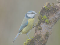 HOPE THERE'S FOOD HERE by Gillian Foulds