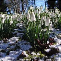 HOPTON SNOWDROPS by Mick Smith