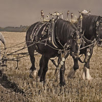 HORSE POWER by GIllian Foulds.