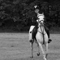 HORSE & RIDER by Colleen Arnold