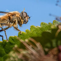 HOVERFLY AND CHERRY BLOSSOM by Tony Barker