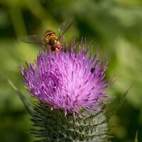 HOVERFLY ON KNAPWEED by Chris Hall