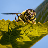 HOVER FLY AND SHADOW by Tony Barker